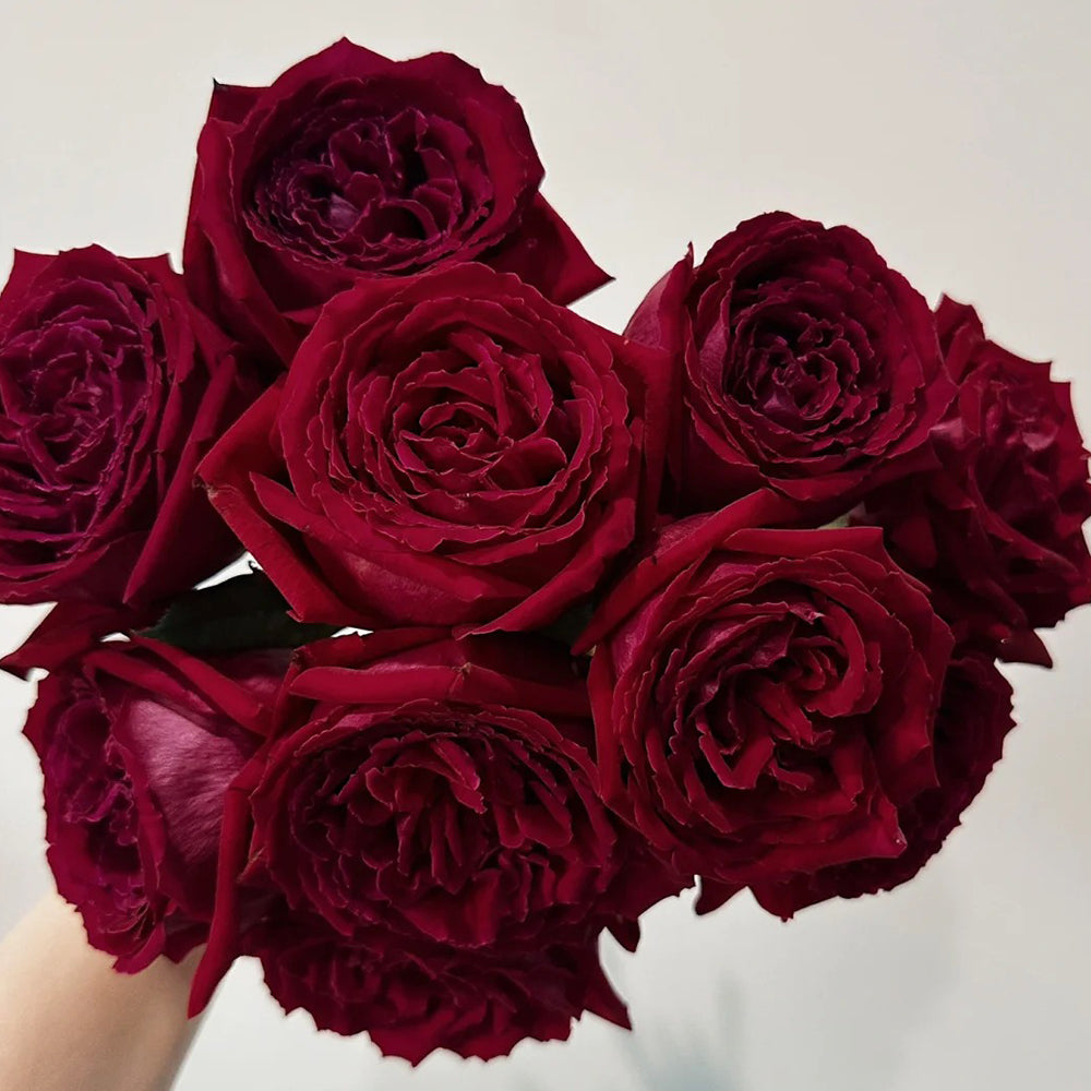 Botero French Florist Hybrid Tea Rose