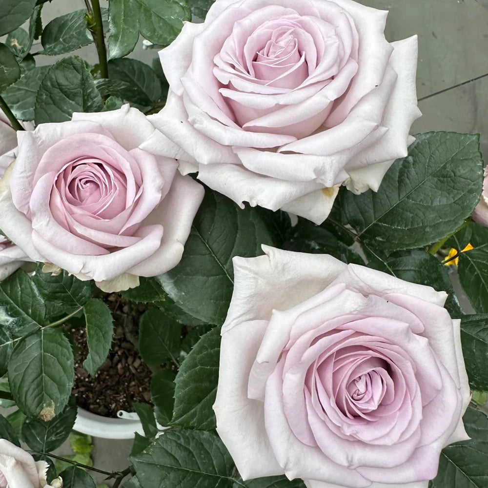 Bounty Way Dutch Florist Shrub Rose