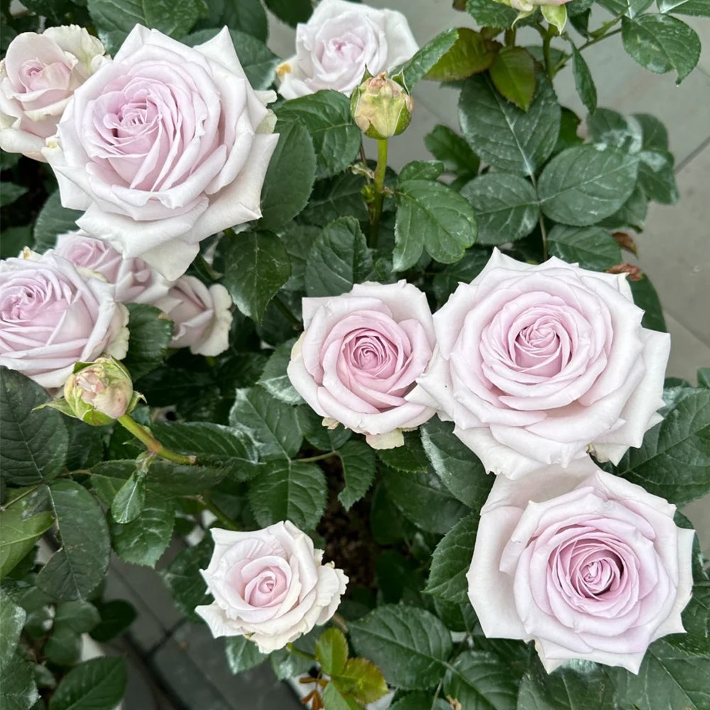 Bounty Way Dutch Florist Shrub Rose