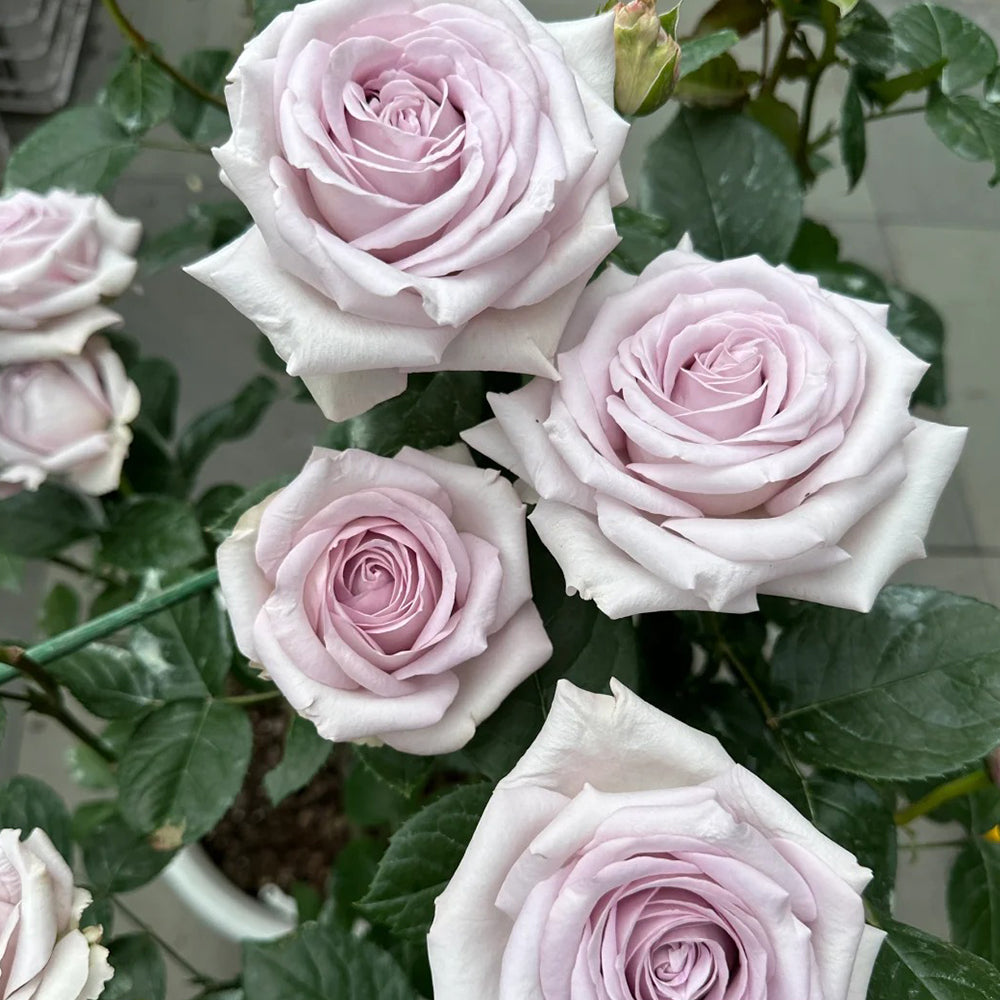 Bounty Way Dutch Florist Shrub Rose