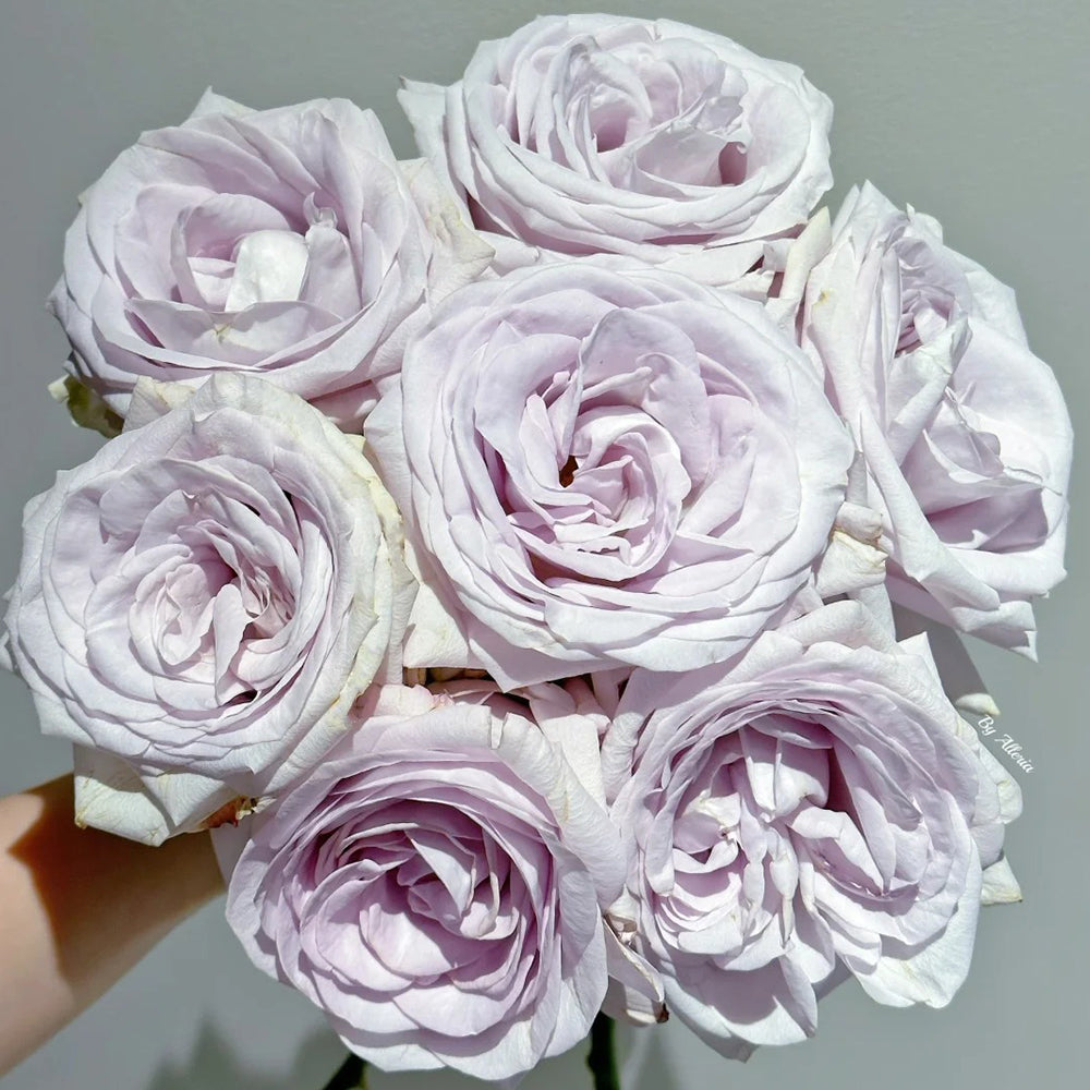 Bounty Way Dutch Florist Shrub Rose