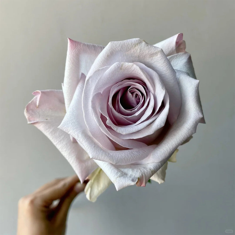 Bounty Way Dutch Florist Shrub Rose