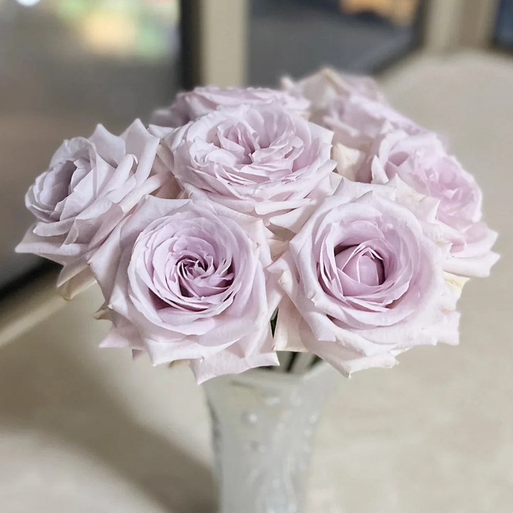 Bounty Way Dutch Florist Shrub Rose