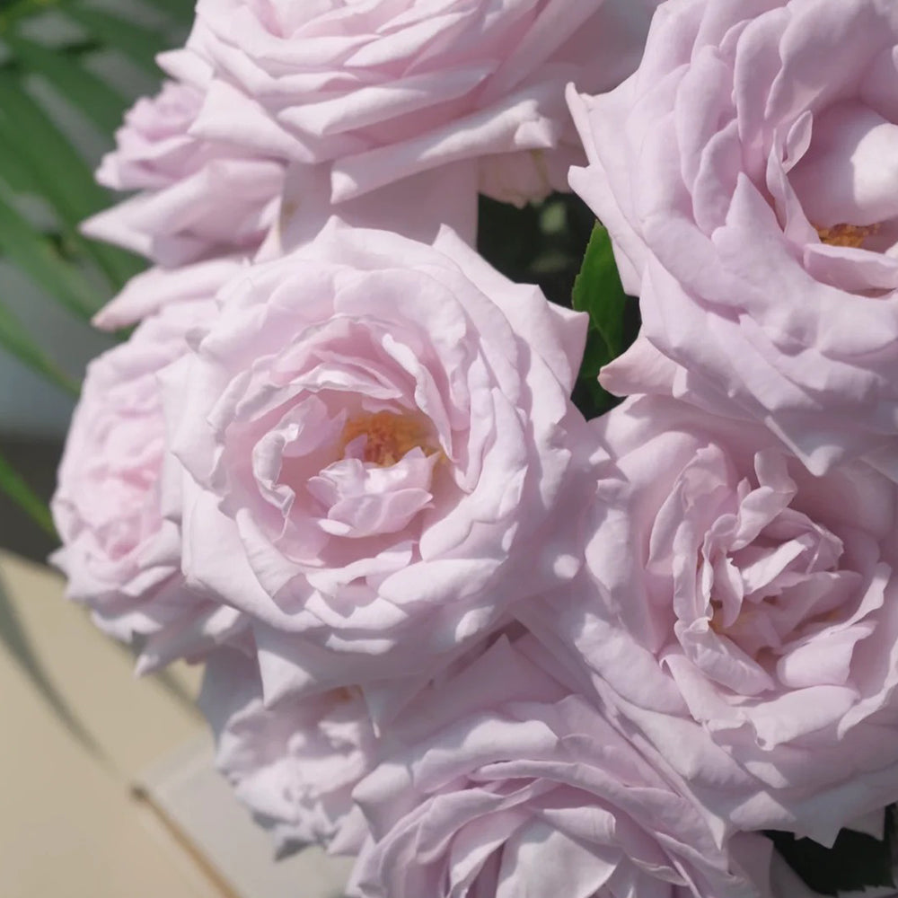 Bounty Way Dutch Florist Shrub Rose