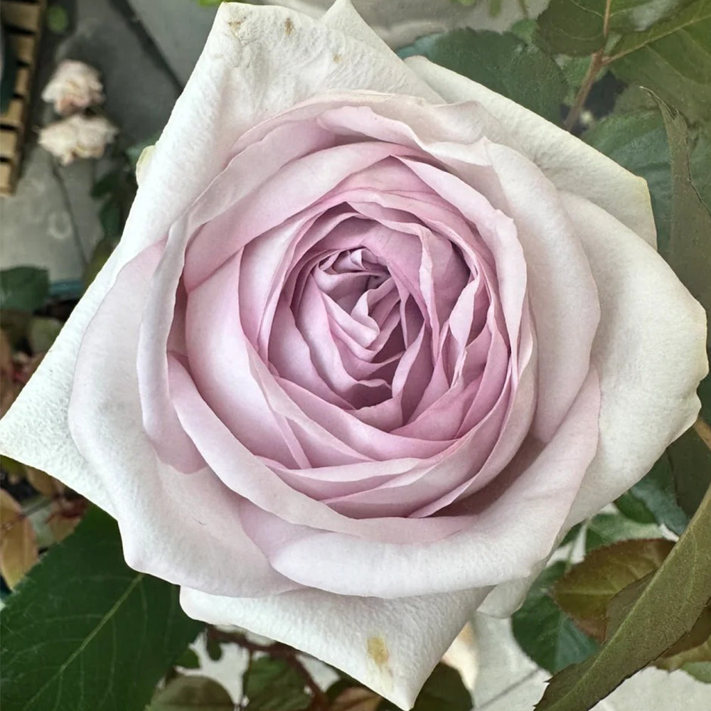 Bounty Way Dutch Florist Shrub Rose