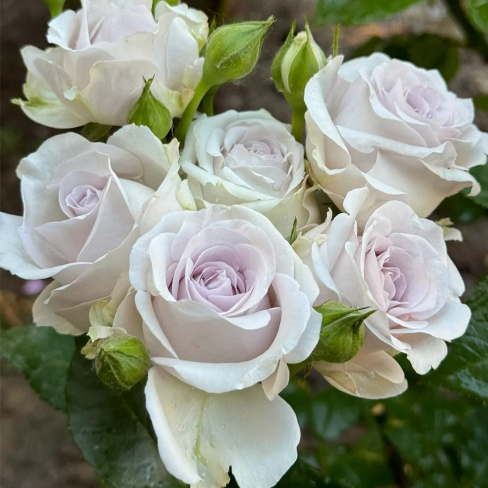 Bounty Way Dutch Florist Shrub Rose