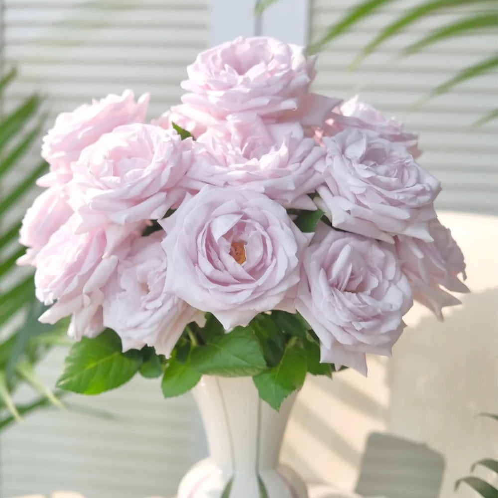 Bounty Way Dutch Florist Shrub Rose