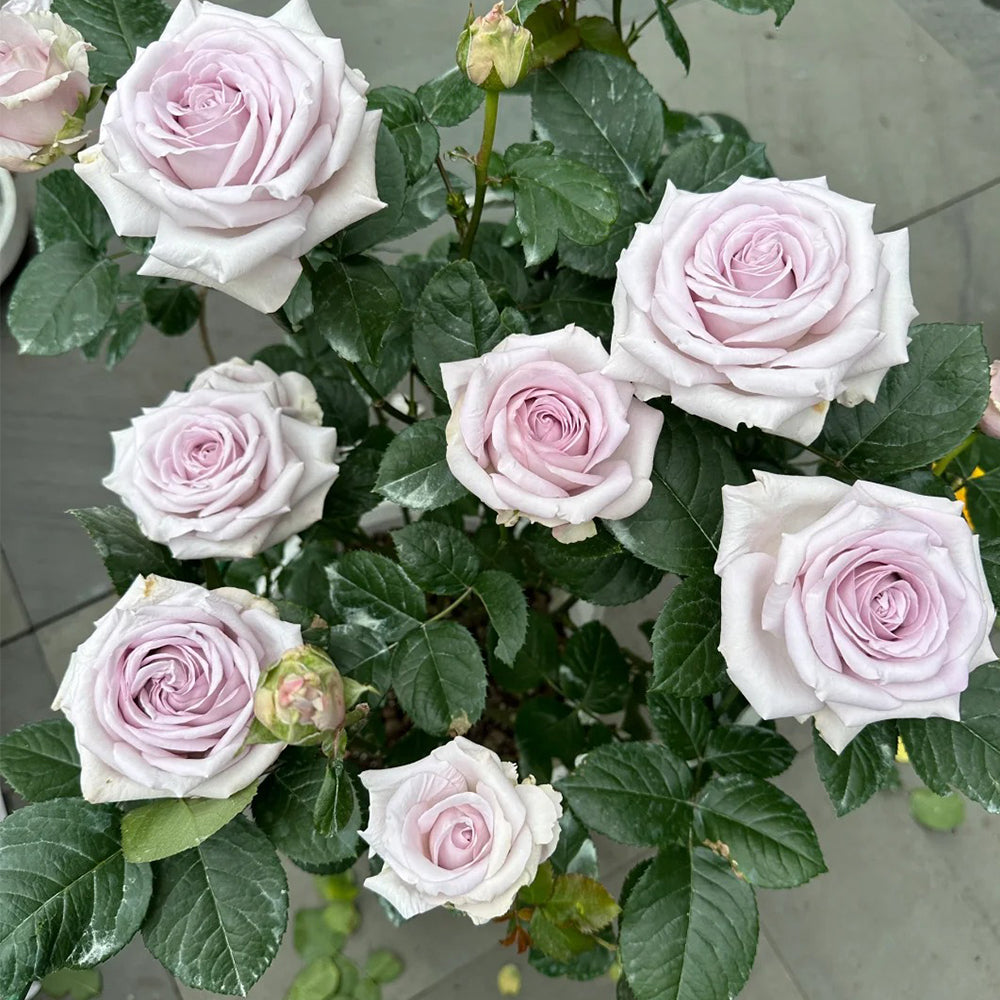Bounty Way Dutch Florist Shrub Rose