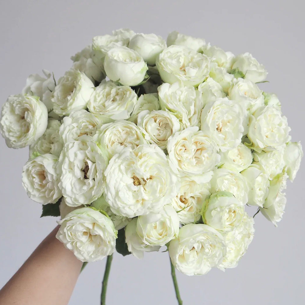 Bourgeon de Rêve Japanese Florist Shrub Rose