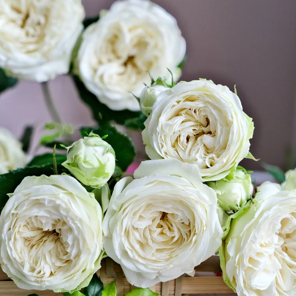 Bourgeon de Rêve Japanese Florist Shrub Rose