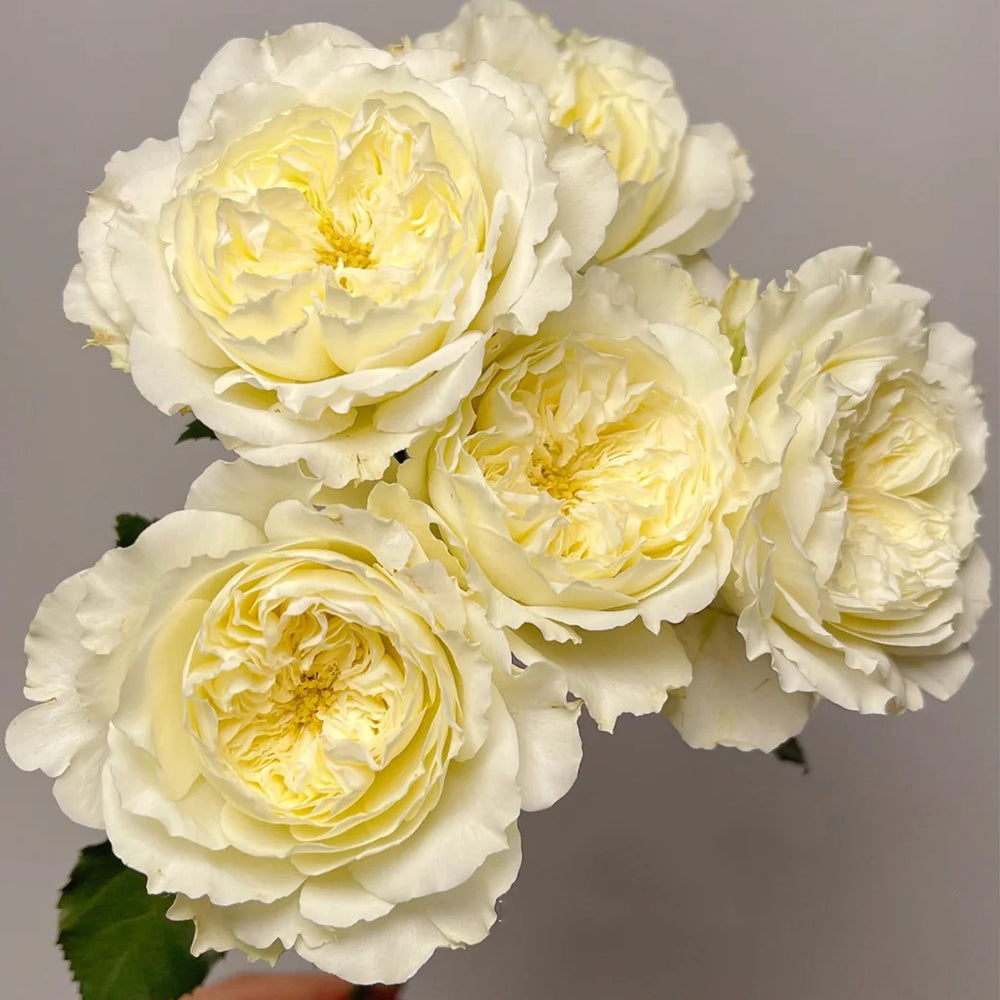 Bourgeon de Rêve Japanese Florist Shrub Rose