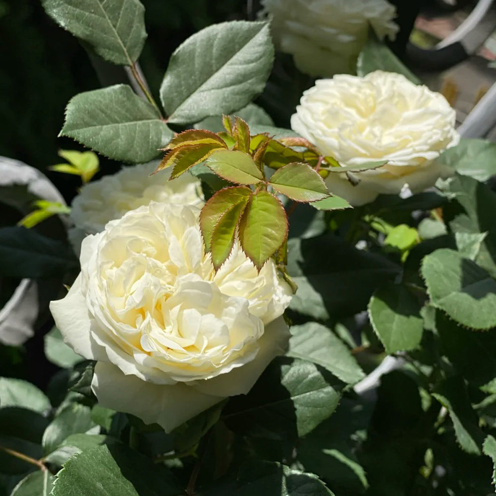Bourgeon de Rêve Japanese Florist Shrub Rose