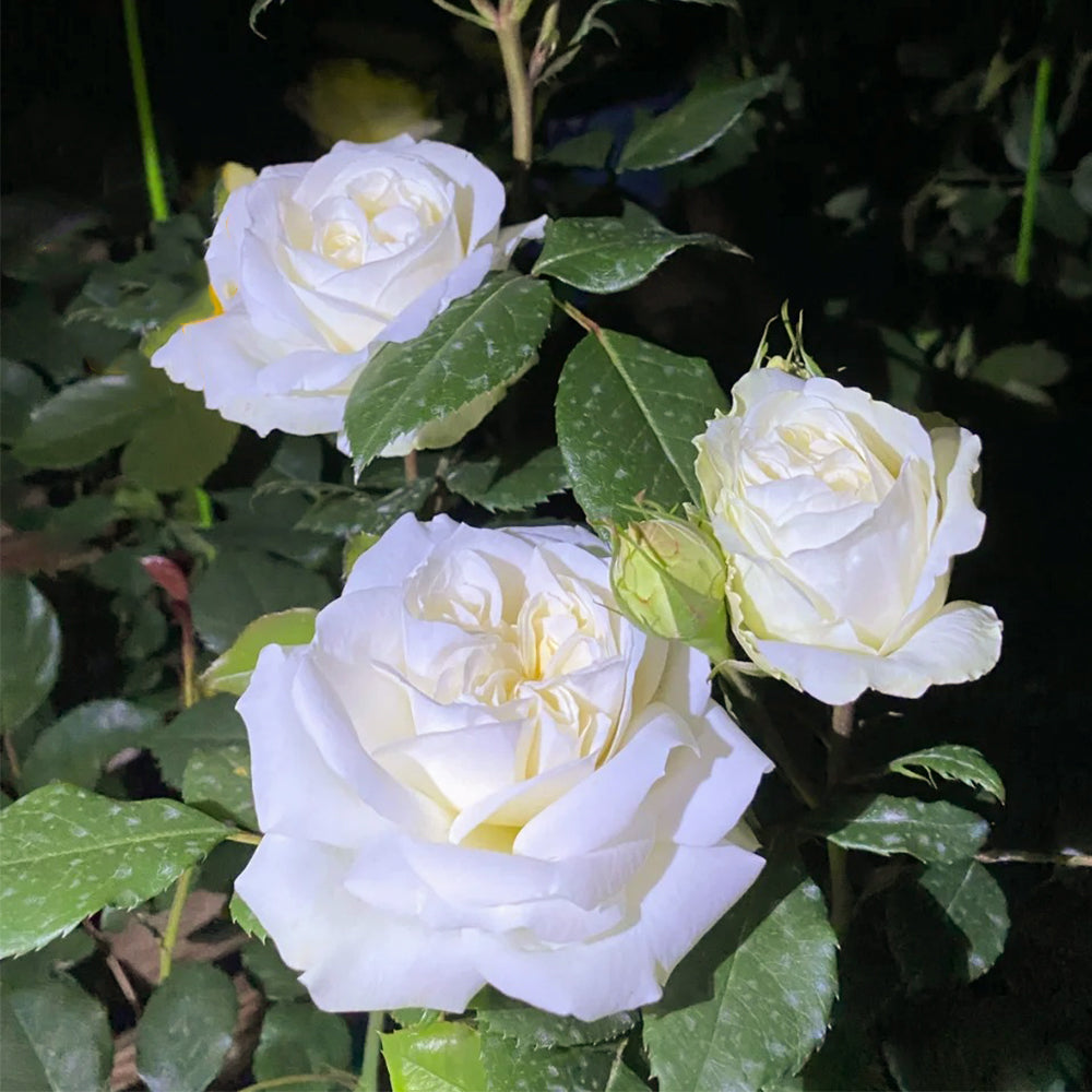 Bourgeon de Rêve Japanese Florist Shrub Rose