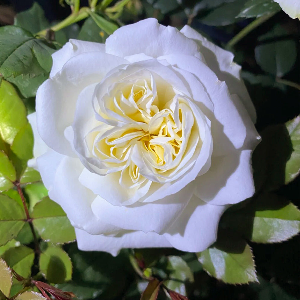 Bourgeon de Rêve Japanese Florist Shrub Rose