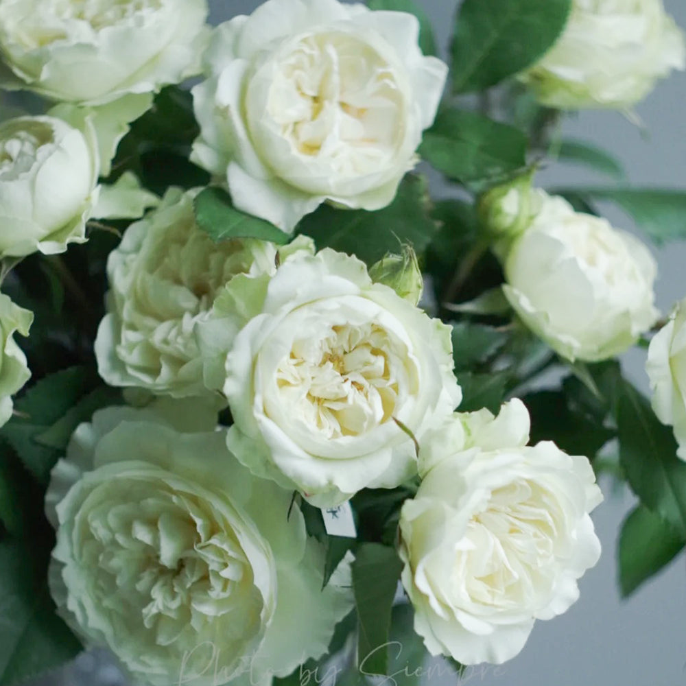 Bourgeon de Rêve Japanese Florist Shrub Rose