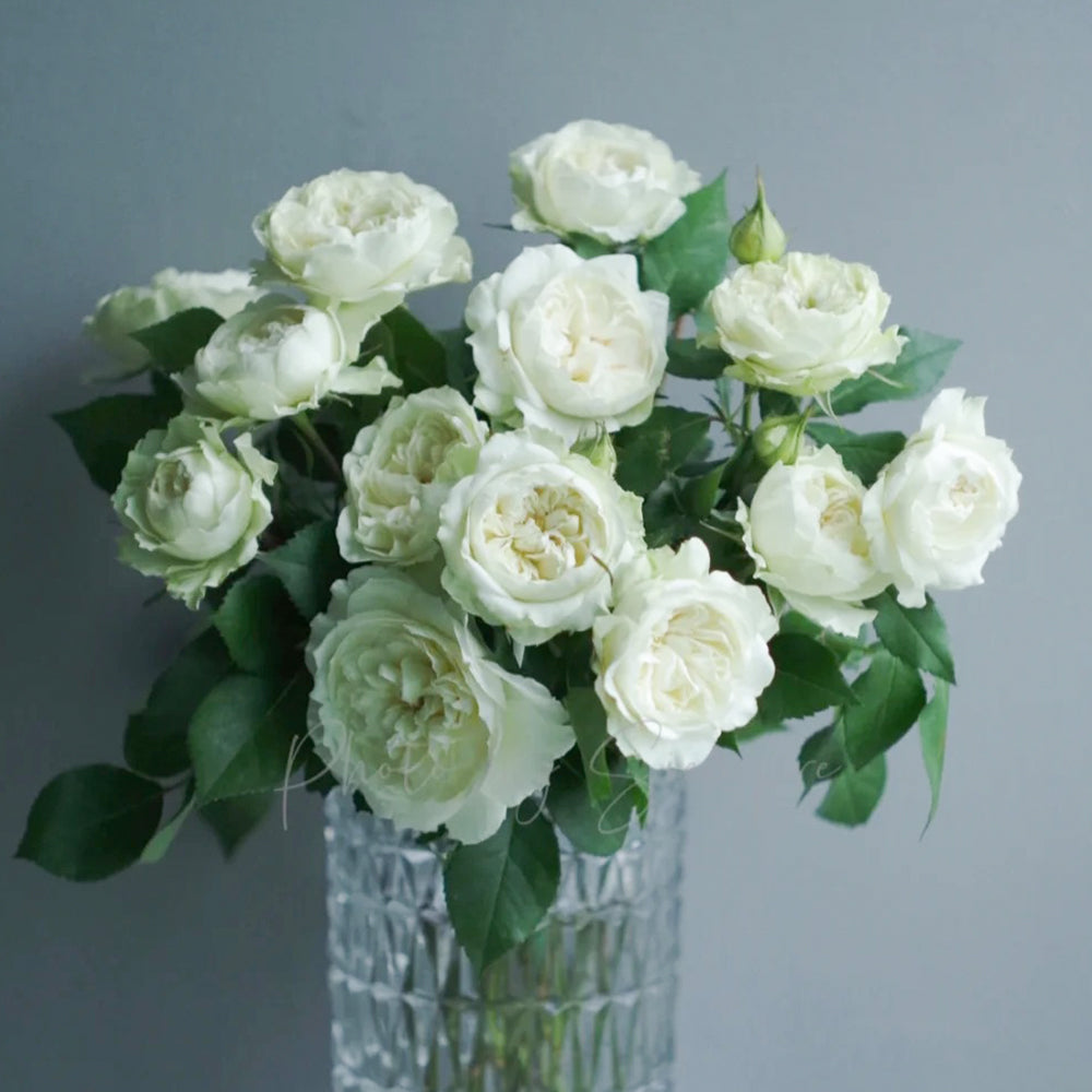 Bourgeon de Rêve Japanese Florist Shrub Rose