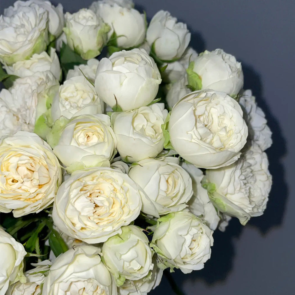 Bourgeon de Rêve Japanese Florist Shrub Rose