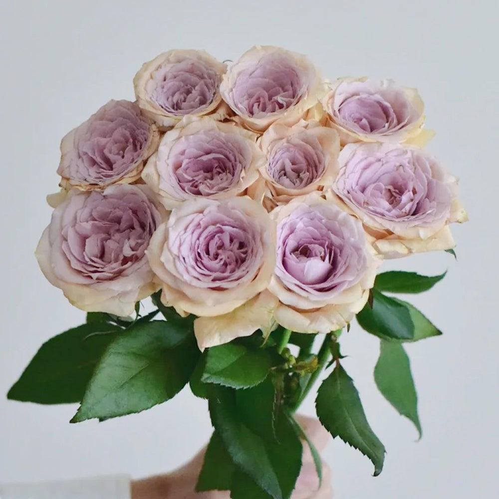 Brut Dutch Florist Shrub Rose