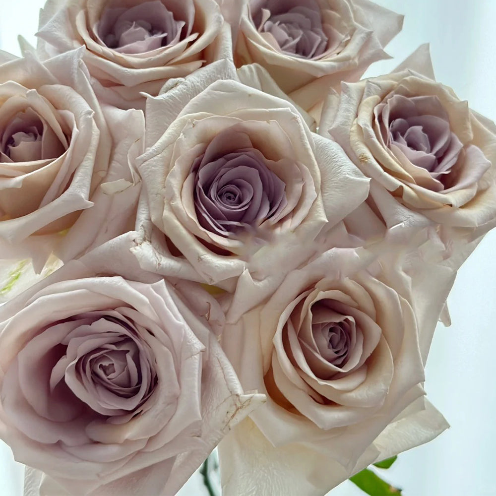 Brut Dutch Florist Shrub Rose