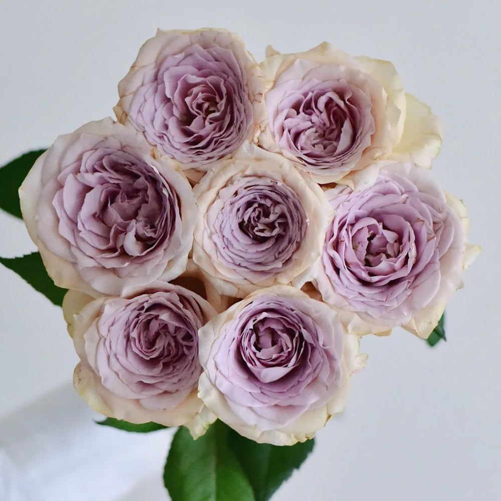 Brut Dutch Florist Shrub Rose