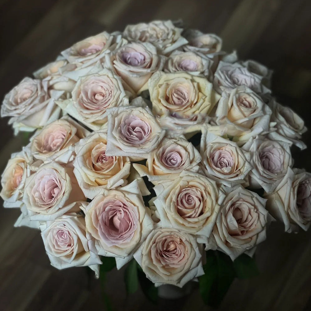 Brut Dutch Florist Shrub Rose