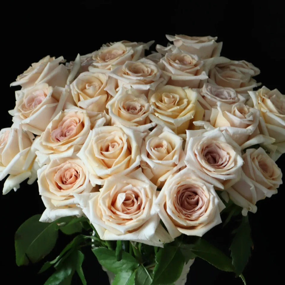Brut Dutch Florist Shrub Rose