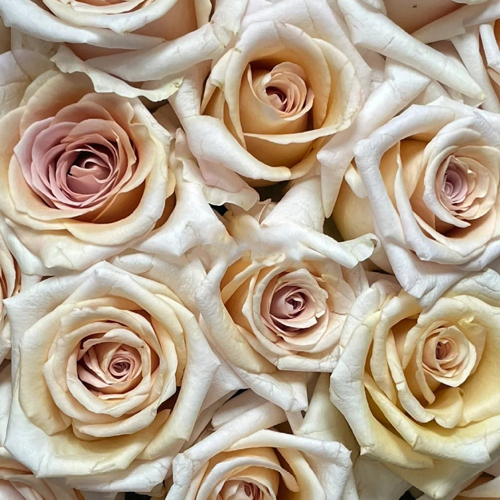 Brut Dutch Florist Shrub Rose