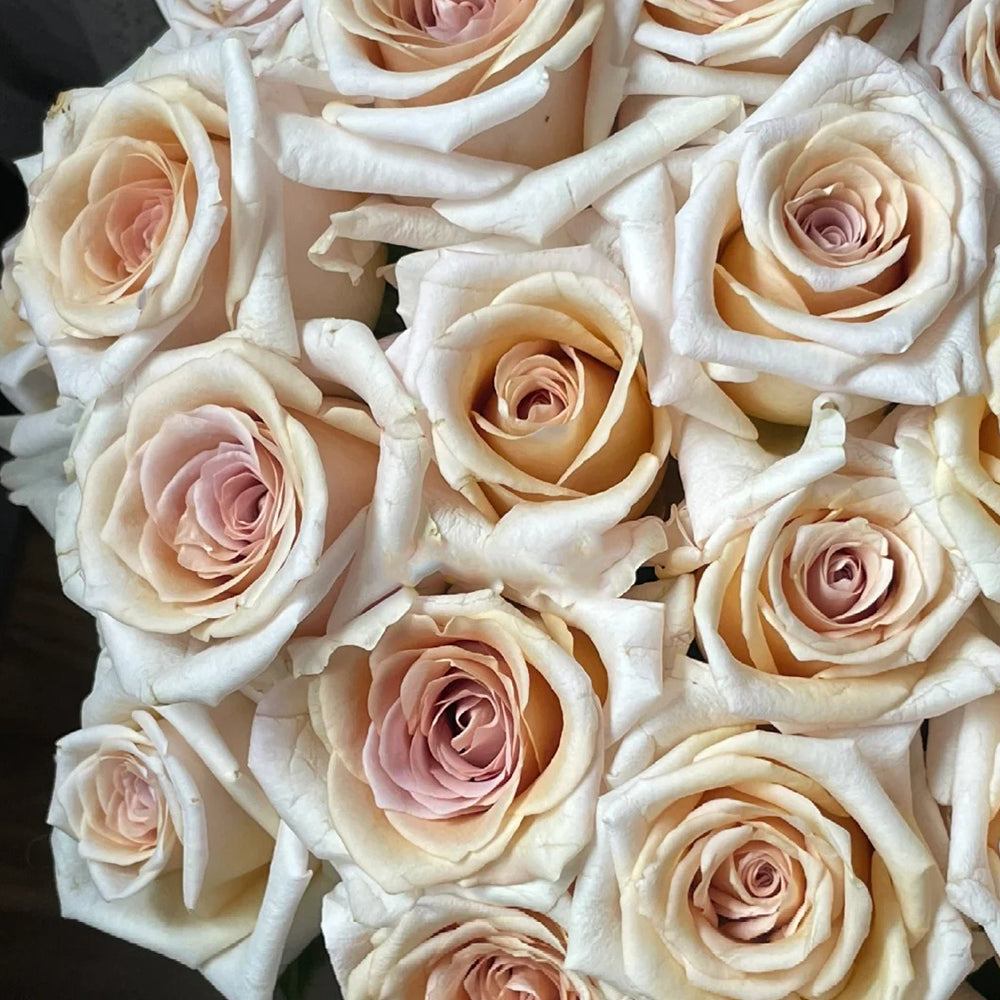 Brut Dutch Florist Shrub Rose