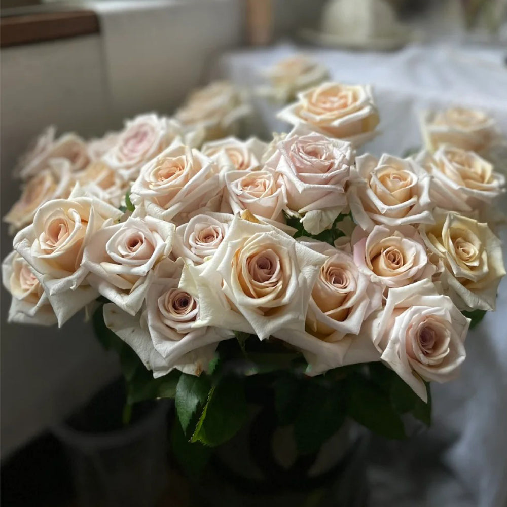 Brut Dutch Florist Shrub Rose