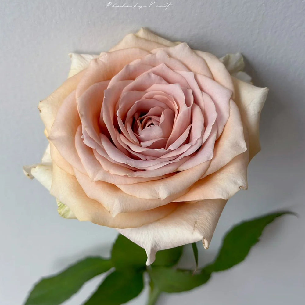 Brut Dutch Florist Shrub Rose