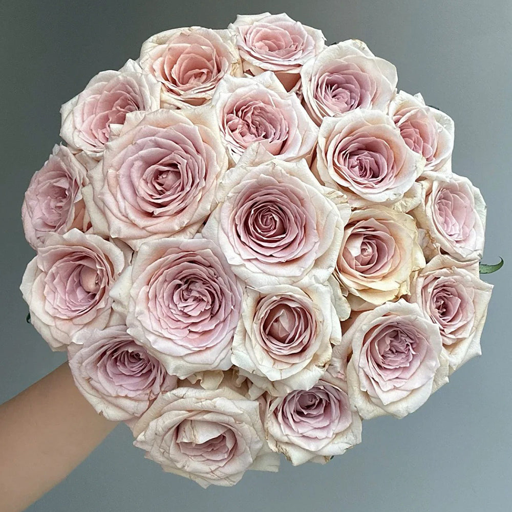 Brut Dutch Florist Shrub Rose