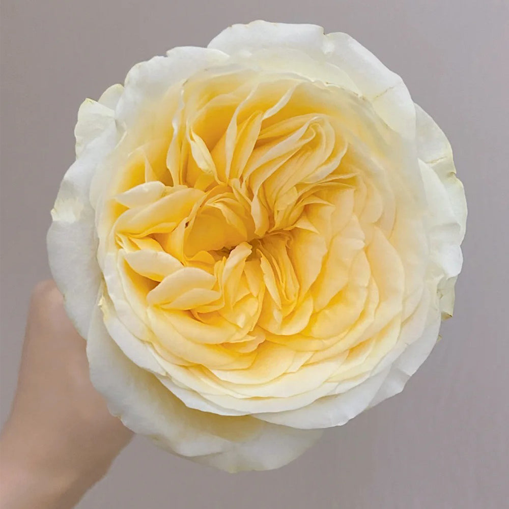 Dutch Florist Shrub Rose Inspired by Buttercup