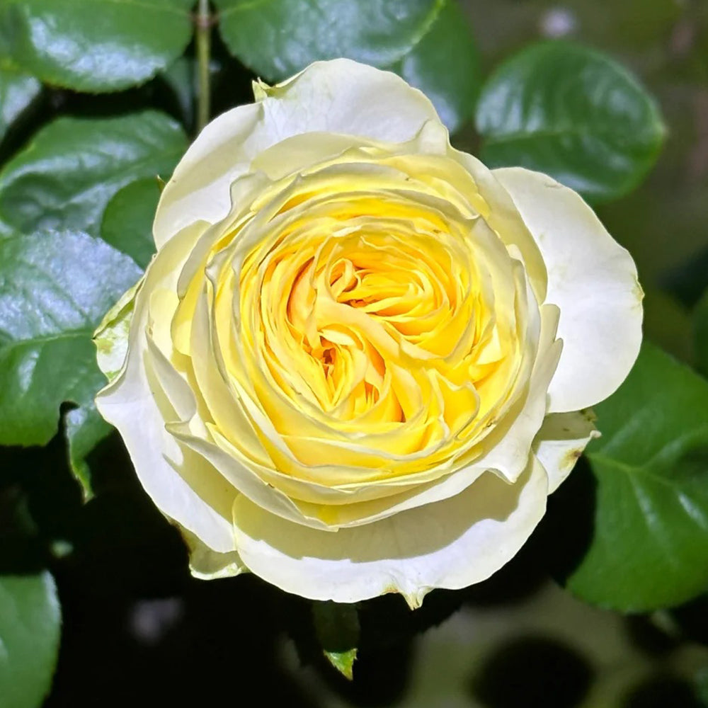 Dutch Florist Shrub Rose Inspired by Buttercup