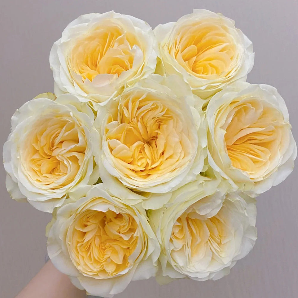 Dutch Florist Shrub Rose Inspired by Buttercup