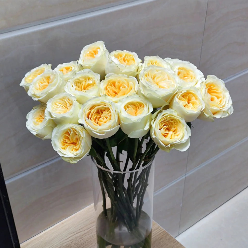 Dutch Florist Shrub Rose Inspired by Buttercup