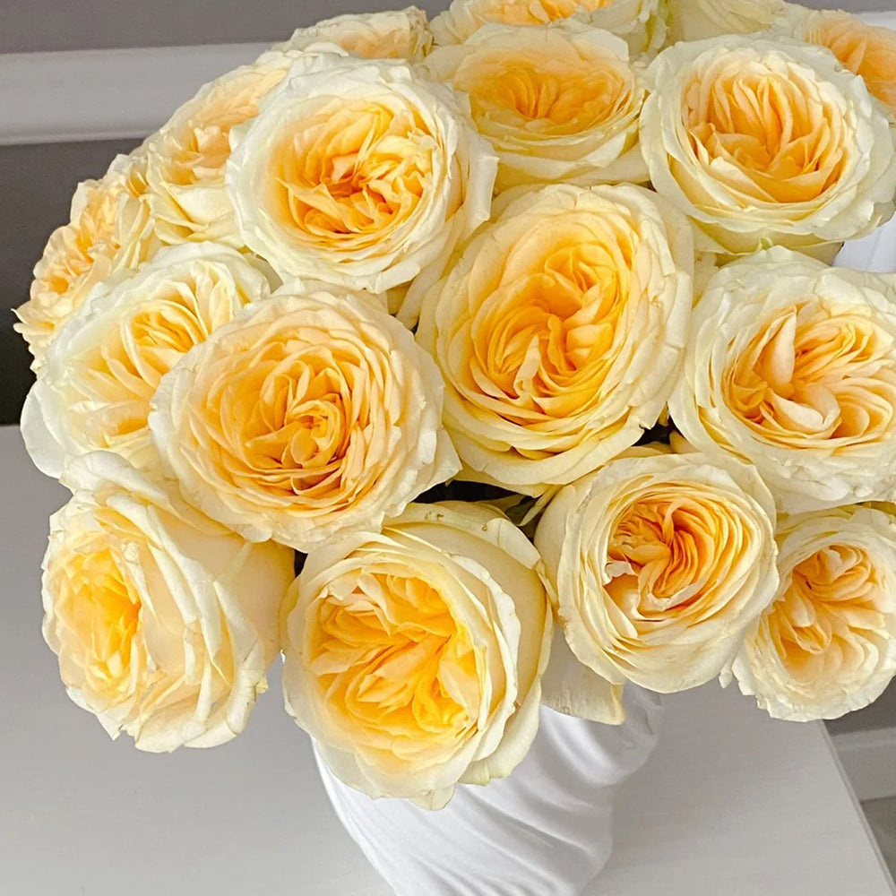Dutch Florist Shrub Rose Inspired by Buttercup