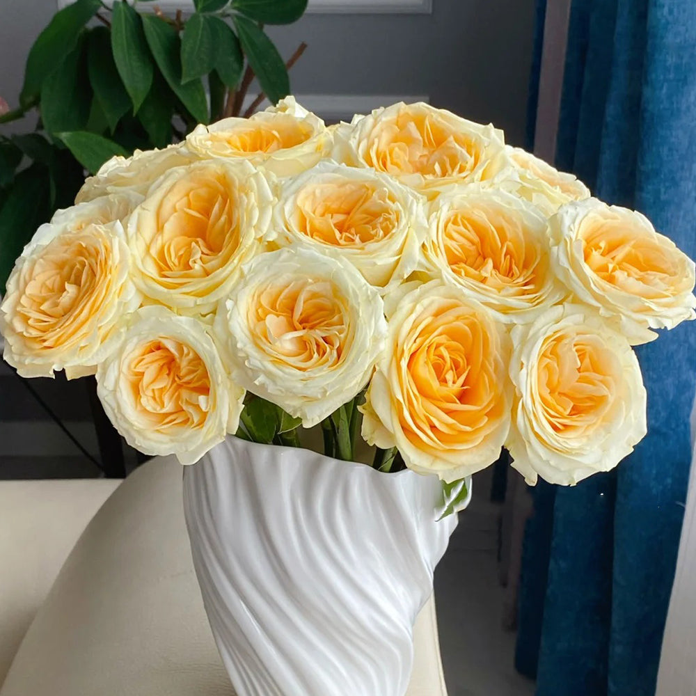 Dutch Florist Shrub Rose Inspired by Buttercup