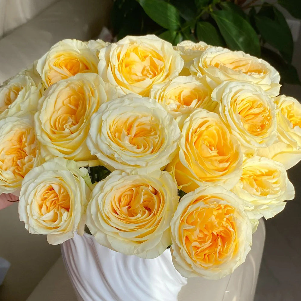Dutch Florist Shrub Rose Inspired by Buttercup