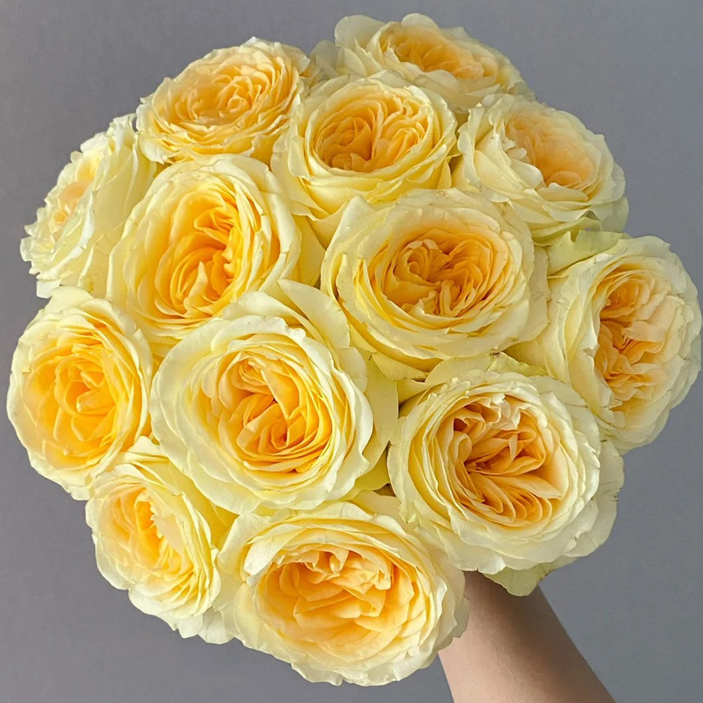 Dutch Florist Shrub Rose Inspired by Buttercup