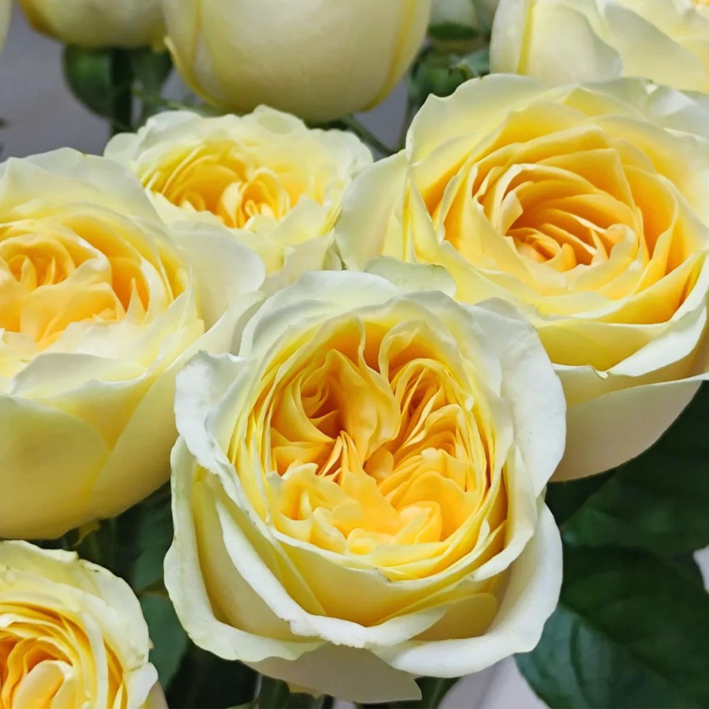 Dutch Florist Shrub Rose Inspired by Buttercup