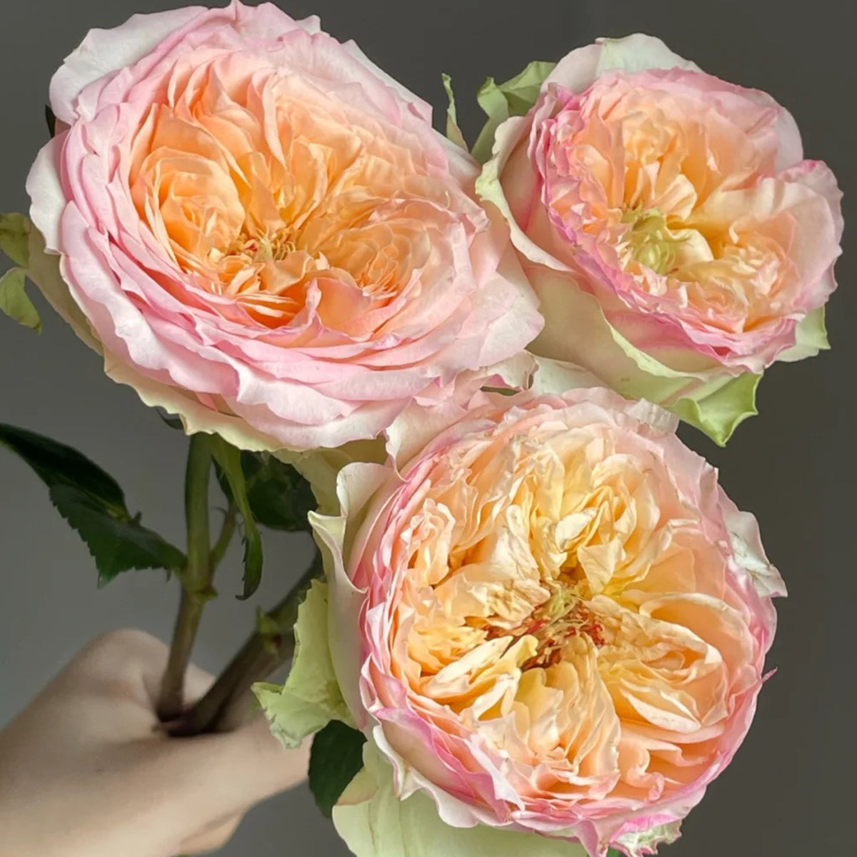 Butterfly Princess Kenya Florist Shrub Rose