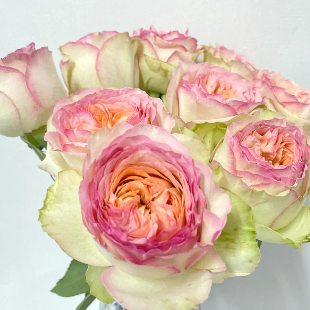 Butterfly Princess Kenya Florist Shrub Rose