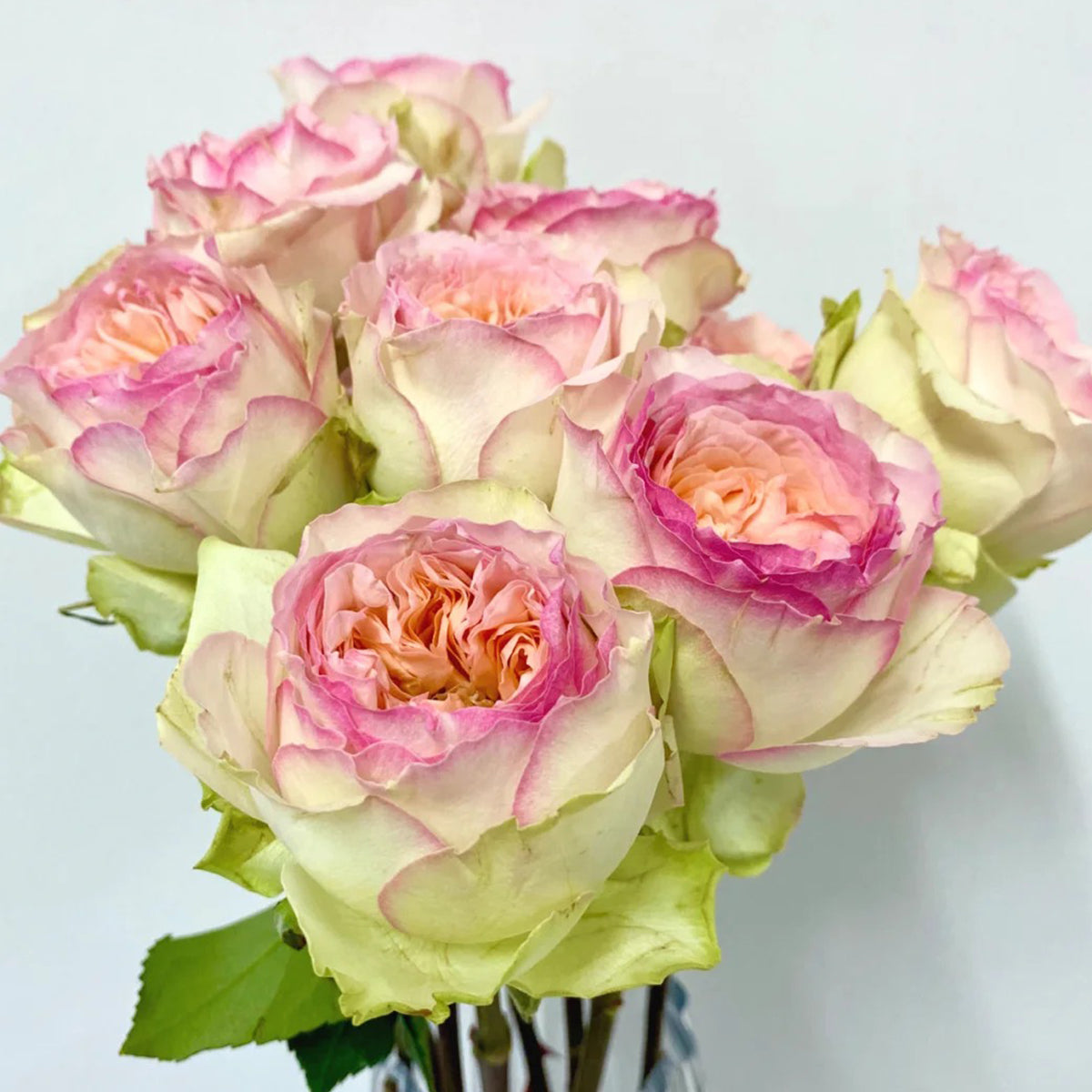 Butterfly Princess Kenya Florist Shrub Rose