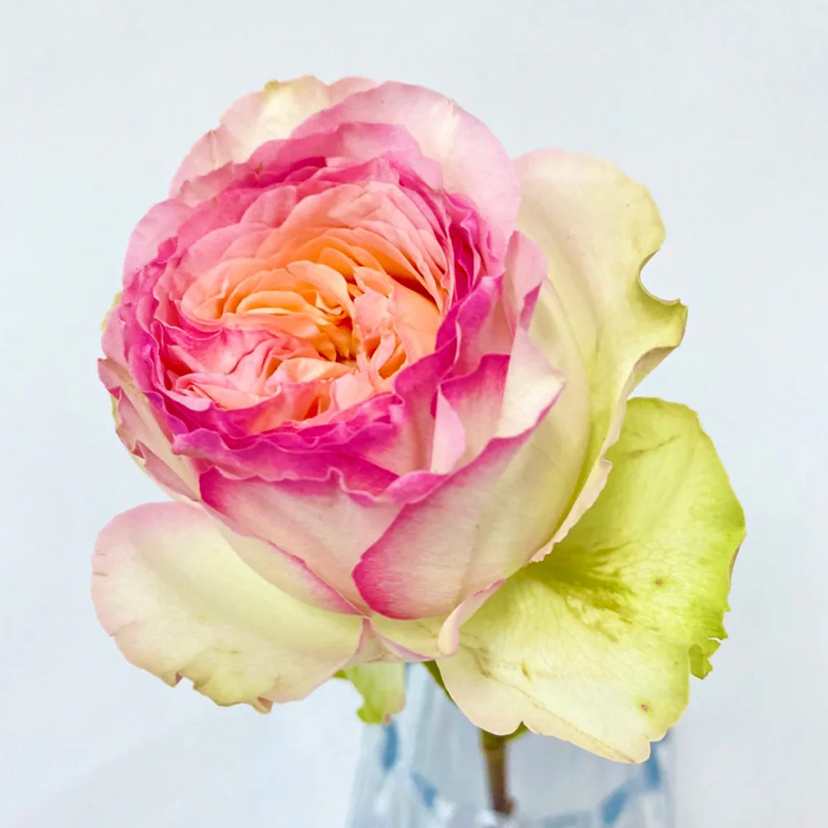 Butterfly Princess Kenya Florist Shrub Rose
