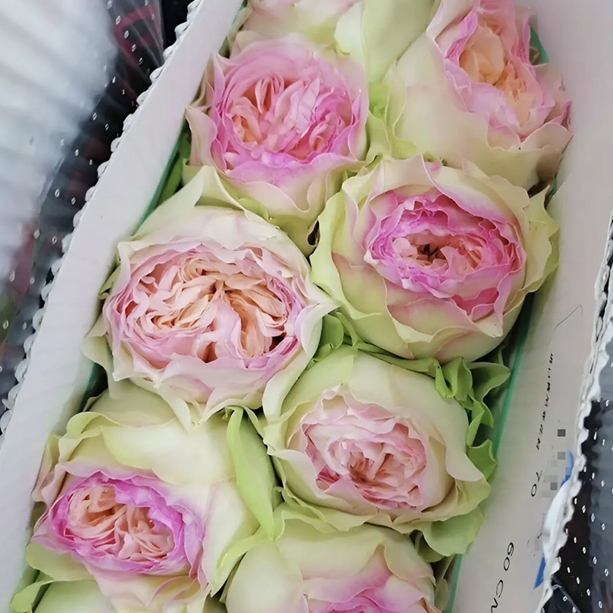 Butterfly Princess Kenya Florist Shrub Rose