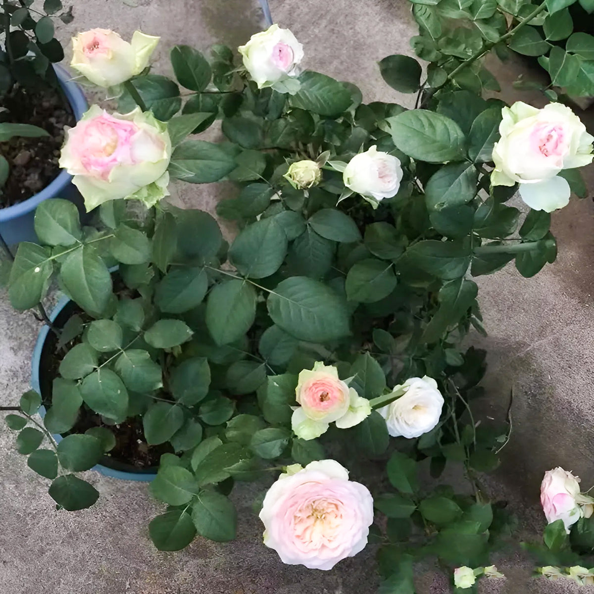 Butterfly Princess Kenya Florist Shrub Rose
