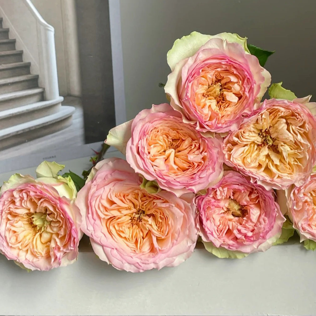Butterfly Princess Kenya Florist Shrub Rose