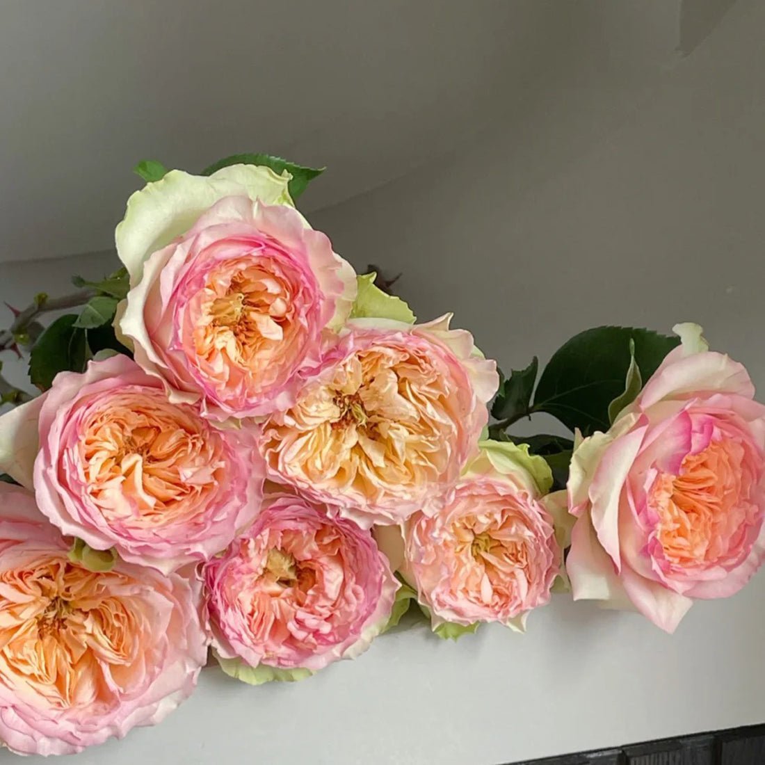 Butterfly Princess Kenya Florist Shrub Rose
