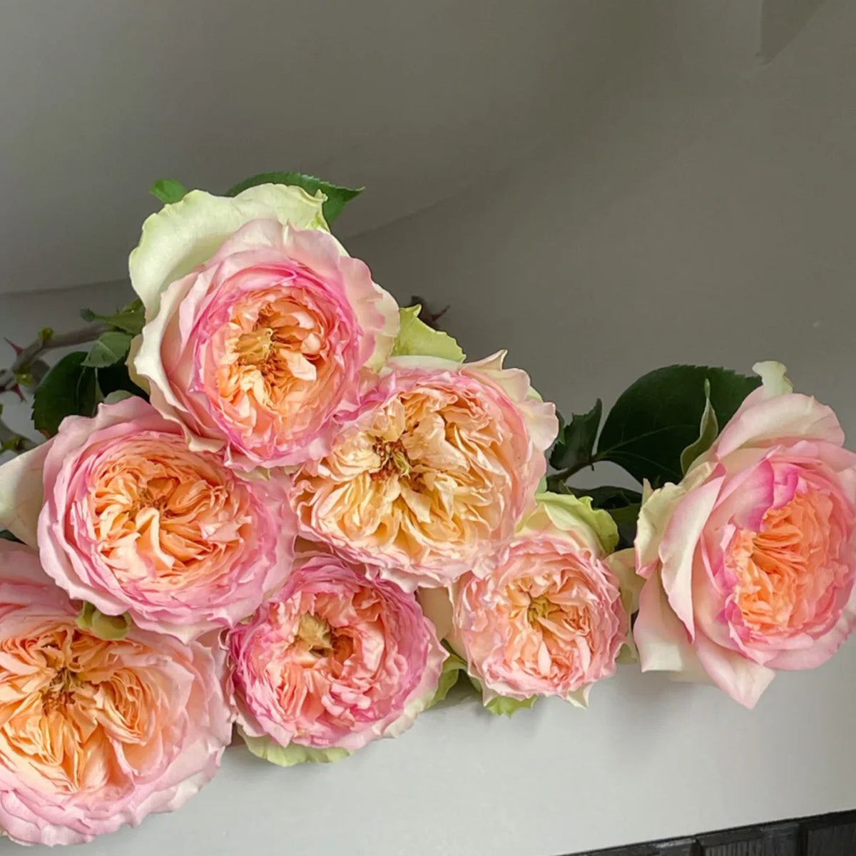 Butterfly Princess Kenya Florist Shrub Rose