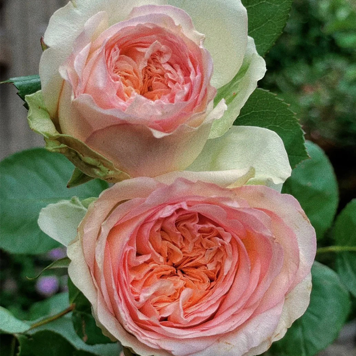 Butterfly Princess Kenya Florist Shrub Rose